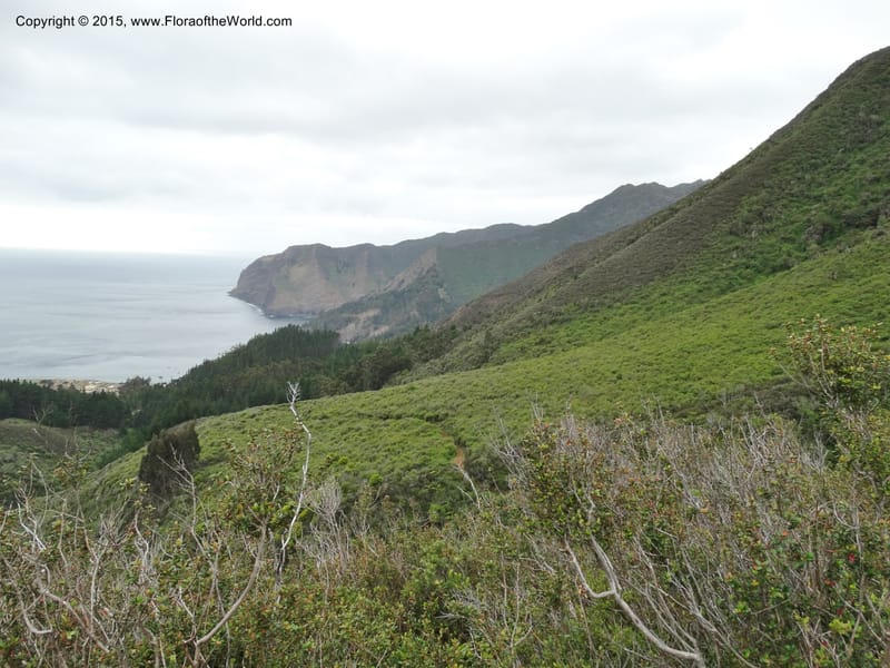 Chile. Juan Fernandez. Mirador Selkirk. 19 Nov 2014. DSC05600 (10).JPG