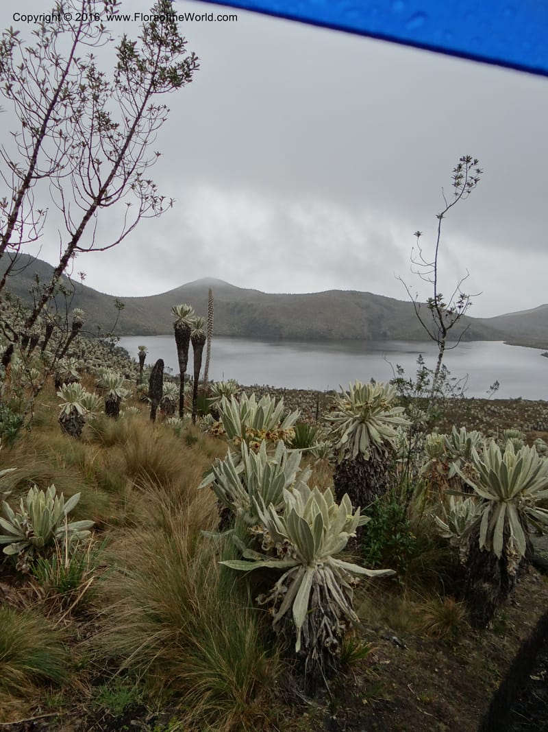 Ecuador. Carchi. Paramo El Angel. 5 Oct 22012. DSC06999 (131).JPG