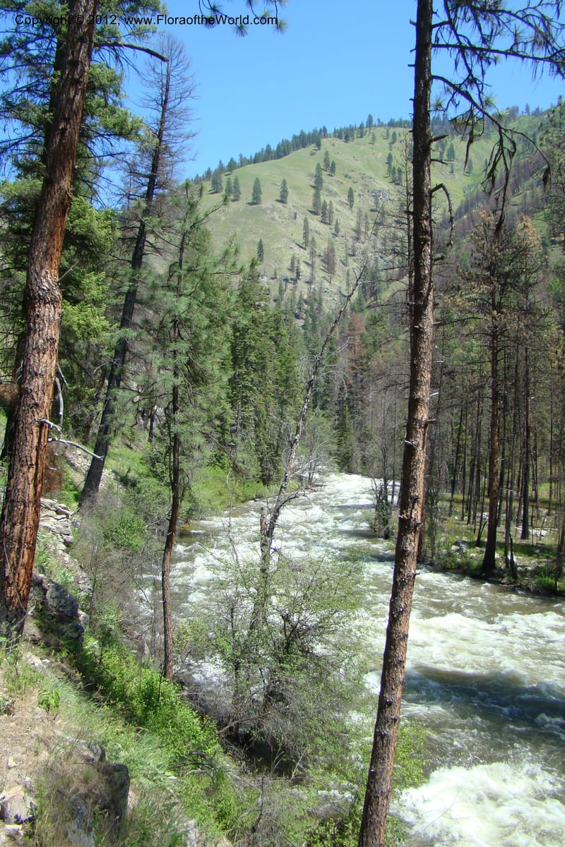 Idaho. Idaho Co. Salmon River. Shepp Ranch. 28 May 2009. 191.jpg