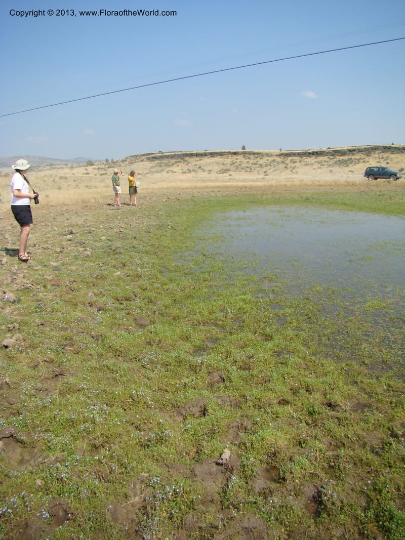 OR. Malheur Co. 1.3 km W of Mud Flat Rd. 16 Jul 08. 045.jpg