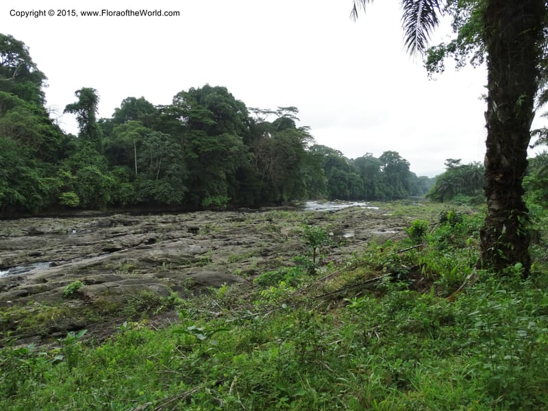 Cameroon. Korup Nat. Park. 22 Mar 2014. DSC03203 (5).JPG