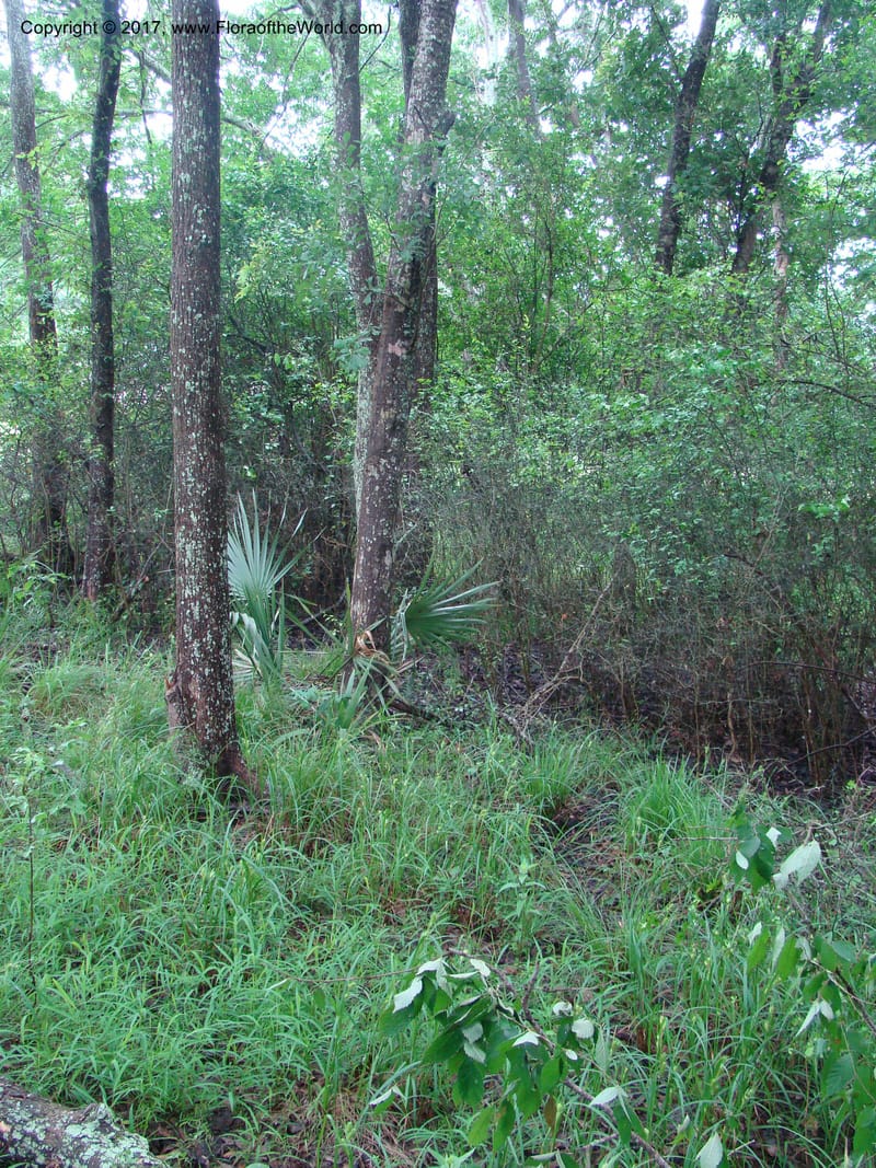 TX. Harris Co. Armand Bayou St Pk. 27 Apr 08. 087.jpg