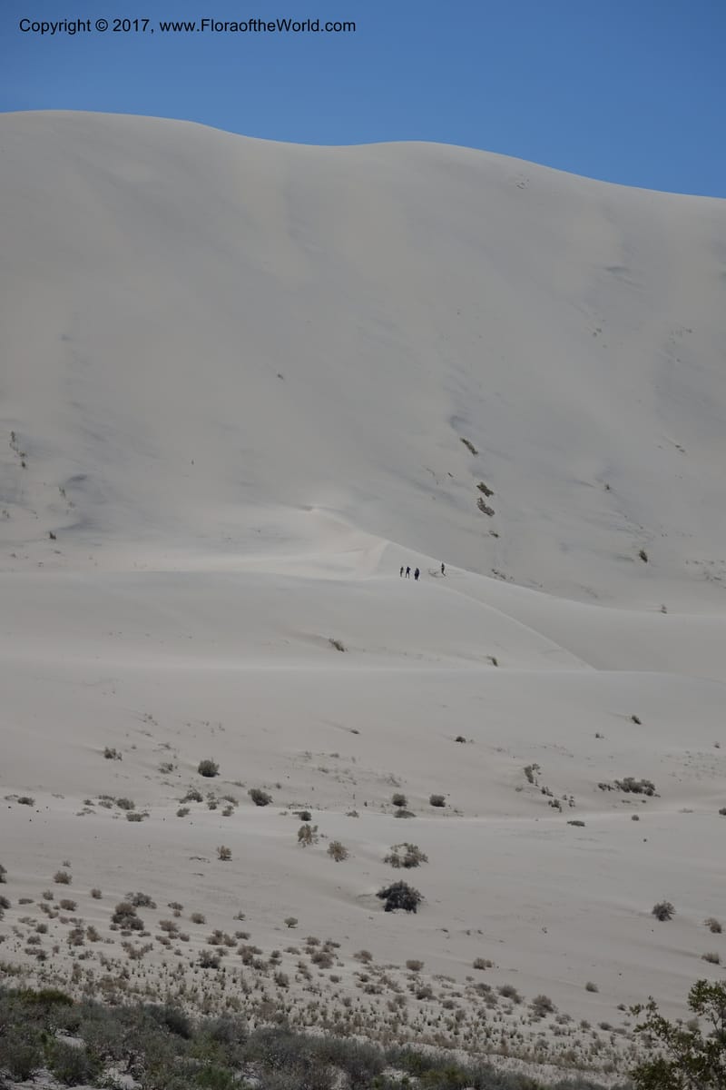 California. Inyo Co. Eureka Dune. 16 Apr 2016. DSC00110 (62).JPG