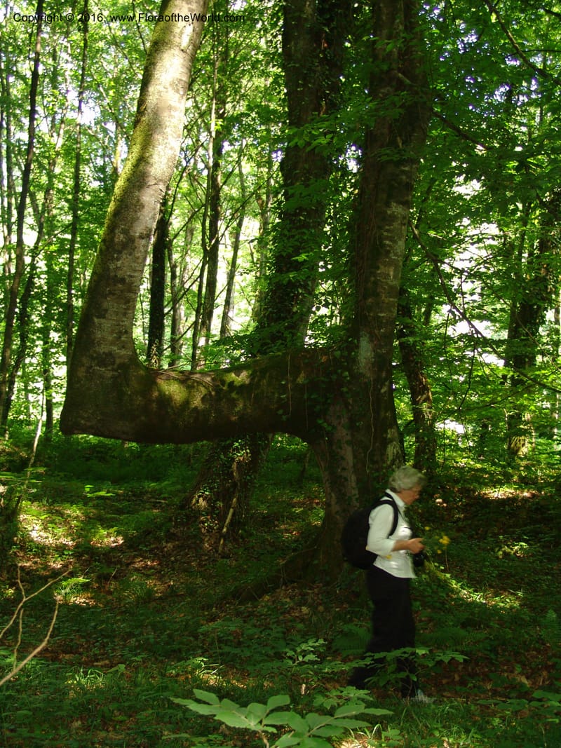 Georgia. Lagodekhi  Forest Reserve. 11 Jun 05. 196.jpg