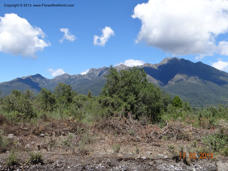 Habitat--Chile, Puente Polcura, 17 Feb 2013 8347.JPG