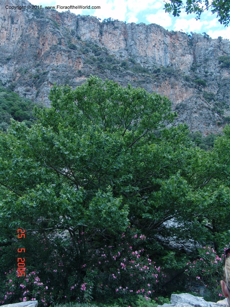 Crete. Ep. Kisamos. Sirikari Gorge. 25 May 05. 376.jpg