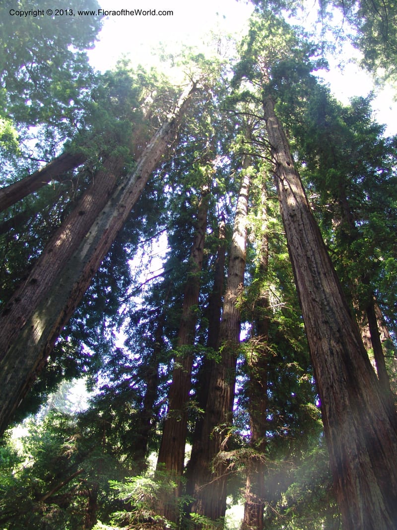 Sequoia sempervirens--CA. Marin Co. Muir Woods Nat. Mon. 4 Jul 07. 039.jpg