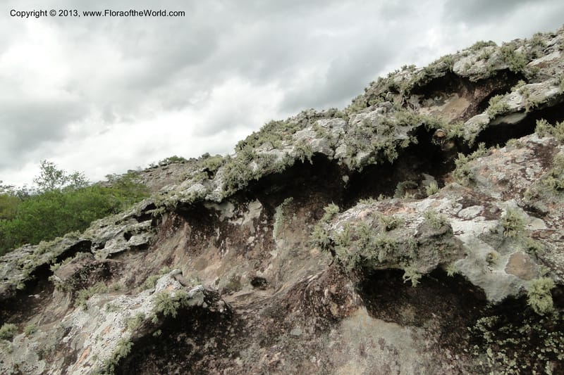 Paraguay. Edo. Cordillera. Tobati. 23 Mar 2011. 290.jpg