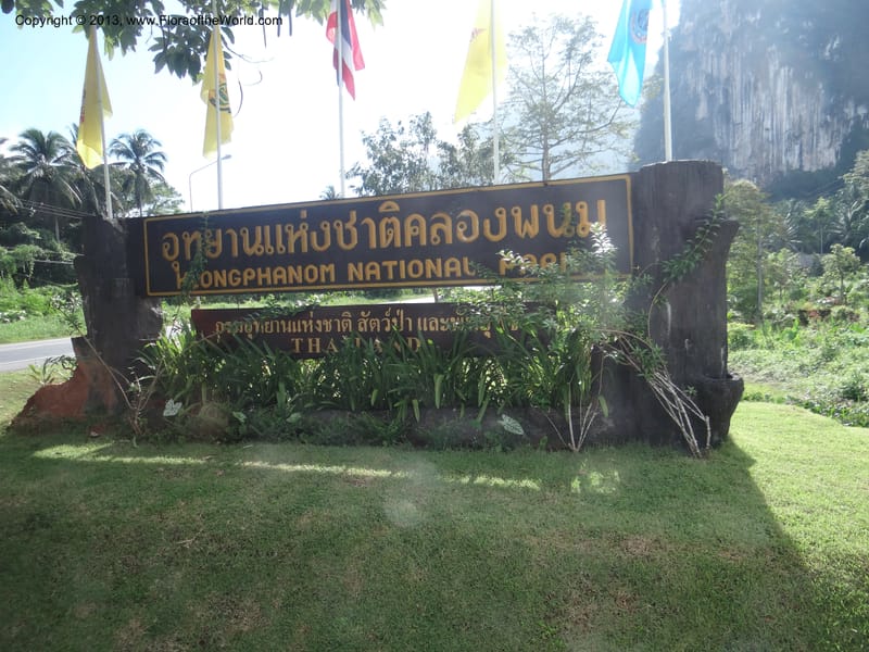 Thailand. Surat Thani Prov. Khlong Phanom Nat. Park. 15 Nov 2012. DSC09389 (2).JPG