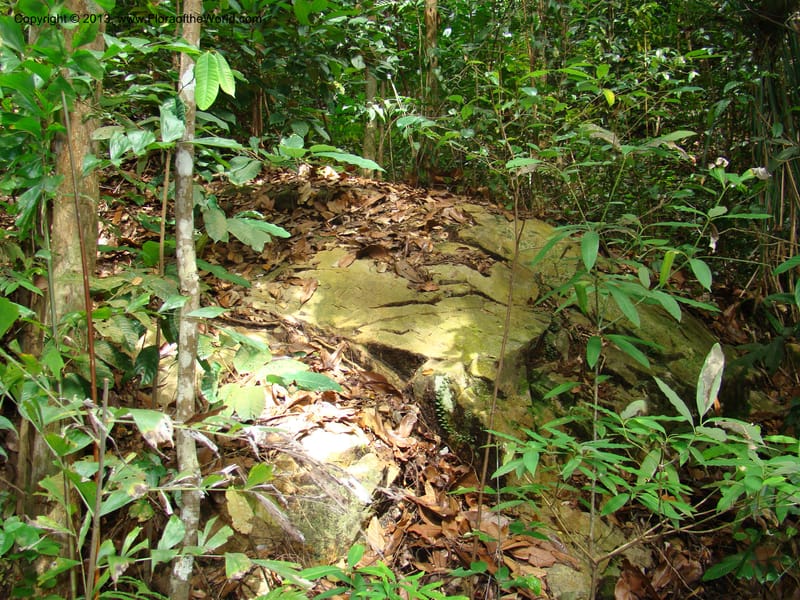 Singapore. Bukit Timah Reserve. 8 Mch 08. 001.jpg