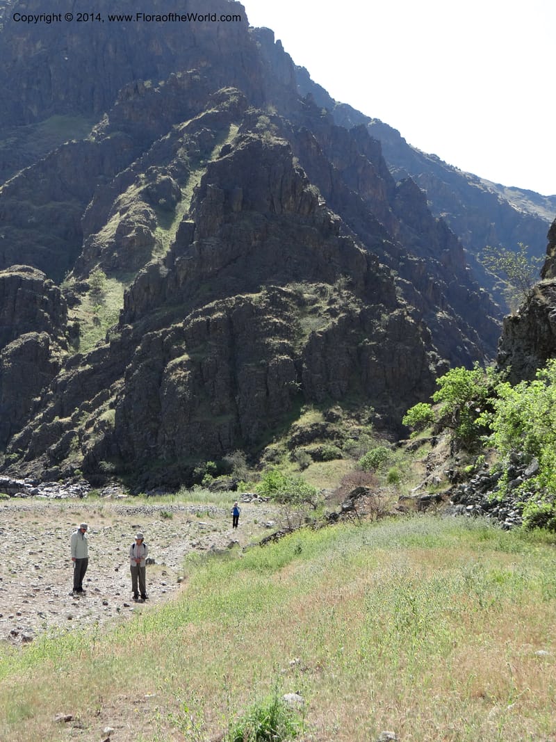 Oregon. Wallowa Co. Imnaha River. 7 May 2013. DSC03887 (65).JPG