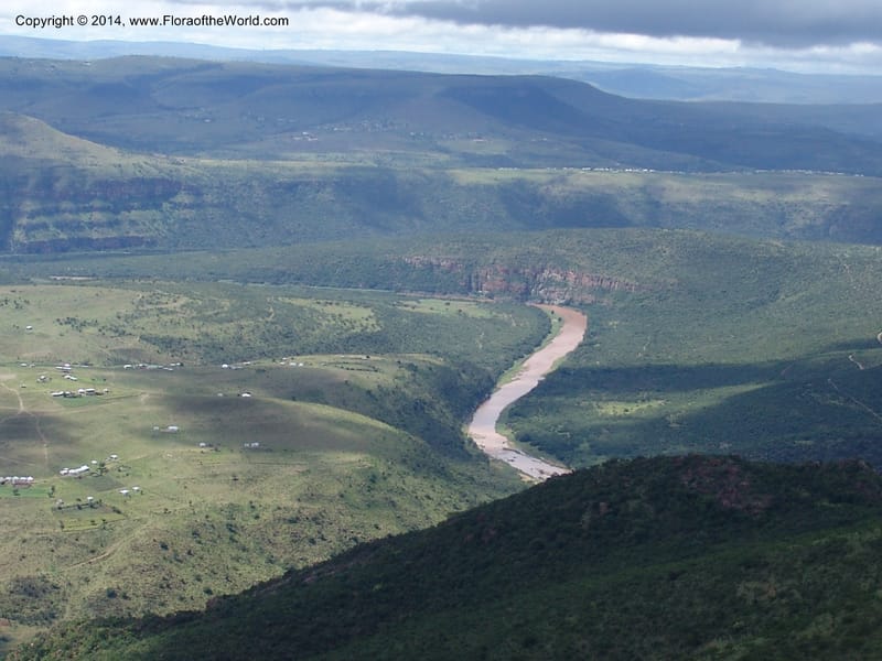 So.Africa. E. Cape. Moonstone Farm, Quanti Area, Stut. 8 Mch 05. 101 (14).jpg