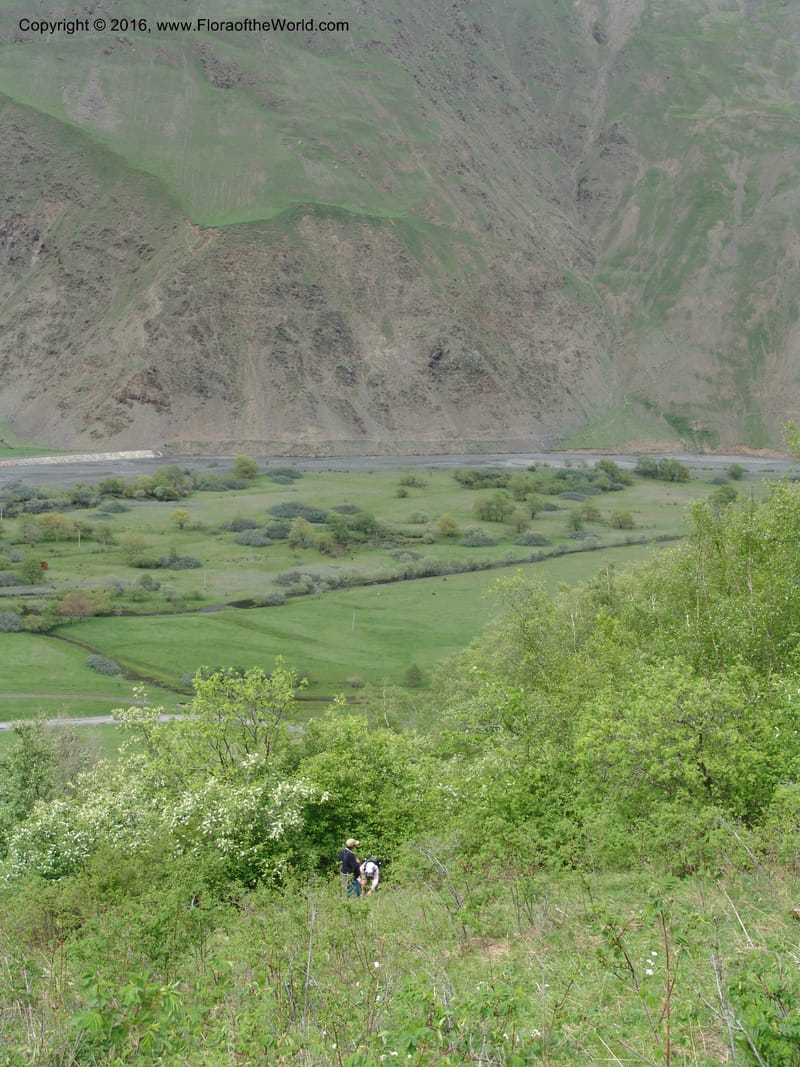 Georgia. Kazbegi region. N slope-pasture, E of Sno. 3 Jun 05. 064.jpg