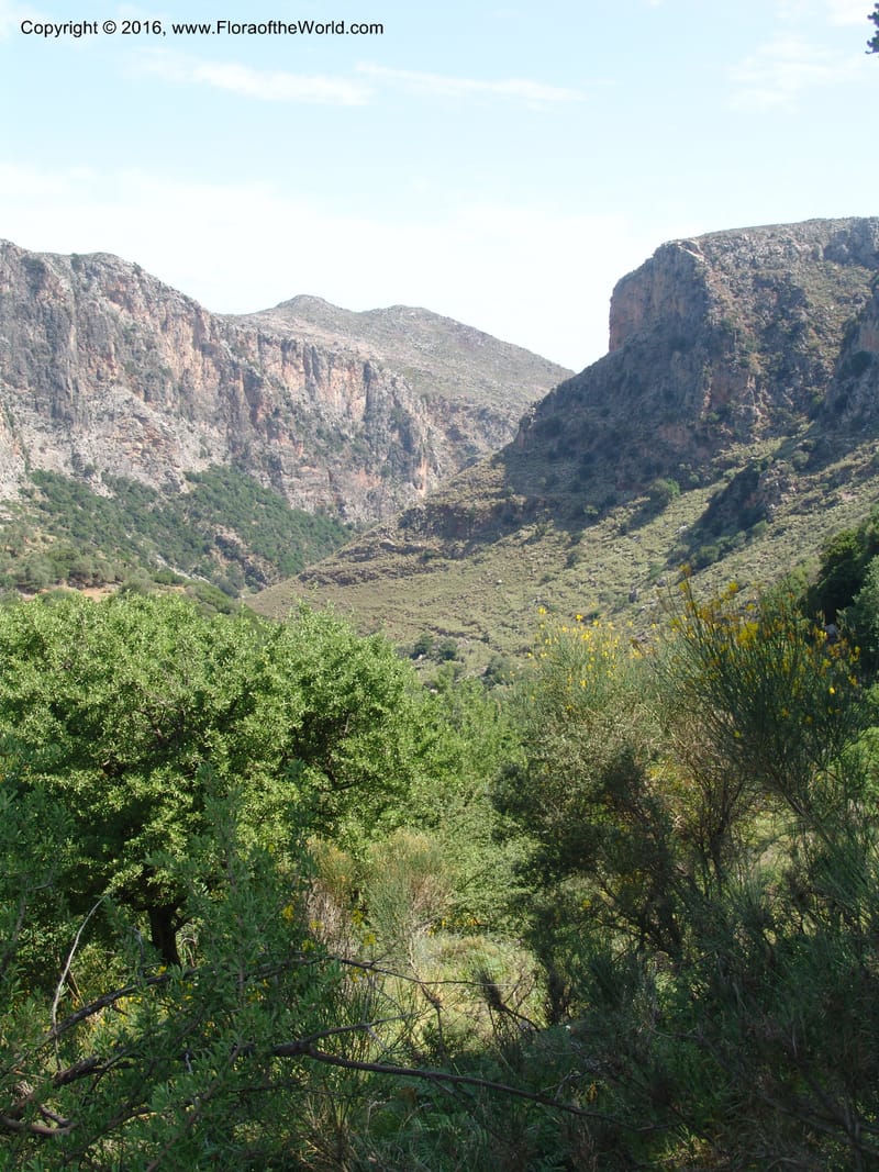 Crete. Ep. Kisamos. Sirikari Gorge. 25 May 05. 072.jpg