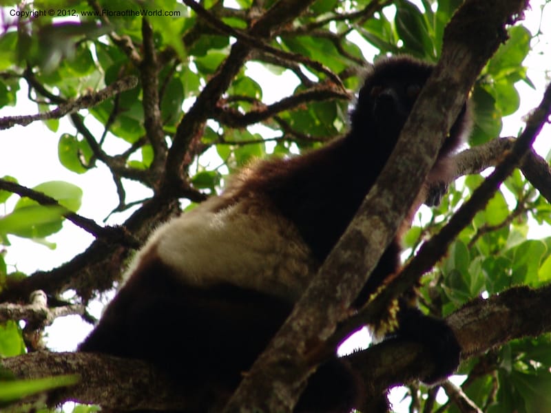 Eulemur fulvis--Madag. Prov. Fianar. Ranomafana Nat. Pk. 10 Jan 06. 182.jpg