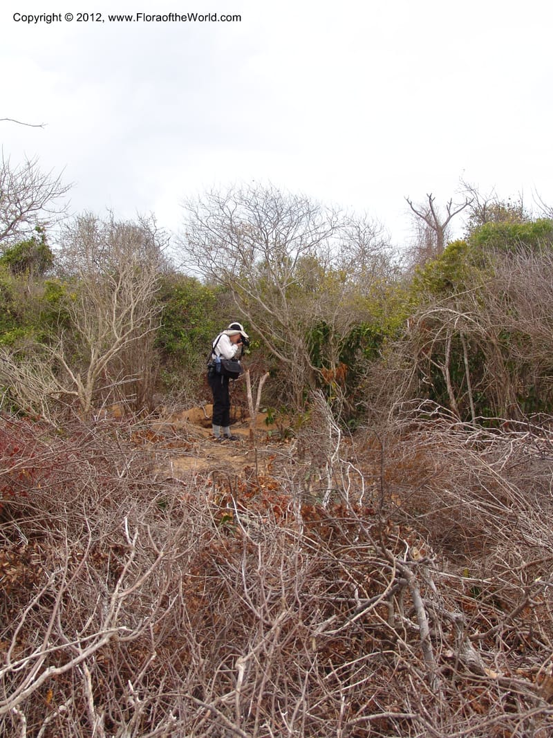 Habitat of Diegodendron humbertii, ROR1555--Madag. Orangea For. Pres. 9 Nov 06. 155 (1).jpg