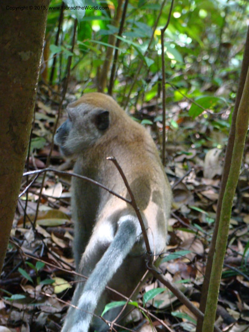 Singapore. Bukit Timah Reserve. 8 Mch 08. 087.jpg