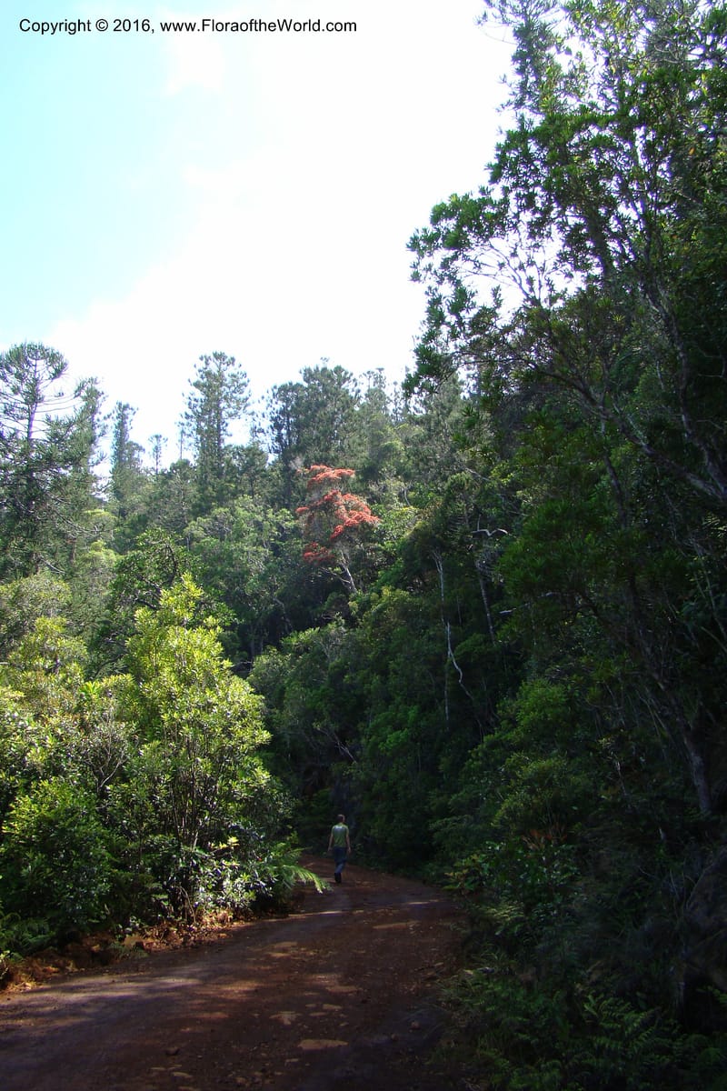 New Caledonia. Mont Do. 20 Jan 2010. 001.jpg