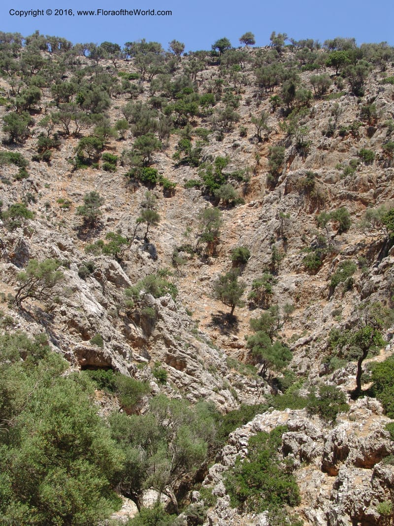 Crete. Ep. Kydonia. Akrotiri. Trail Gouvernetos . 23 May 05. 145.jpg
