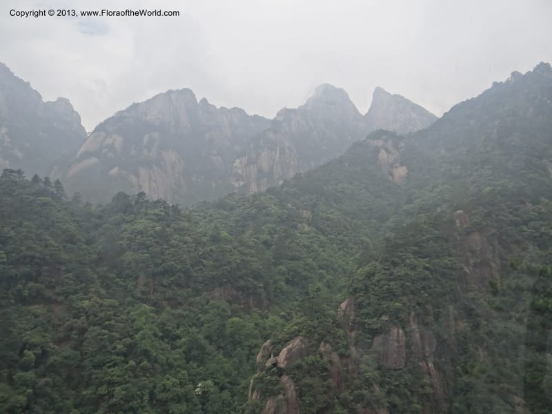 China. Anhui Prov. Huang Shan. 8 Jun 2012. DSC02431 (175).JPG