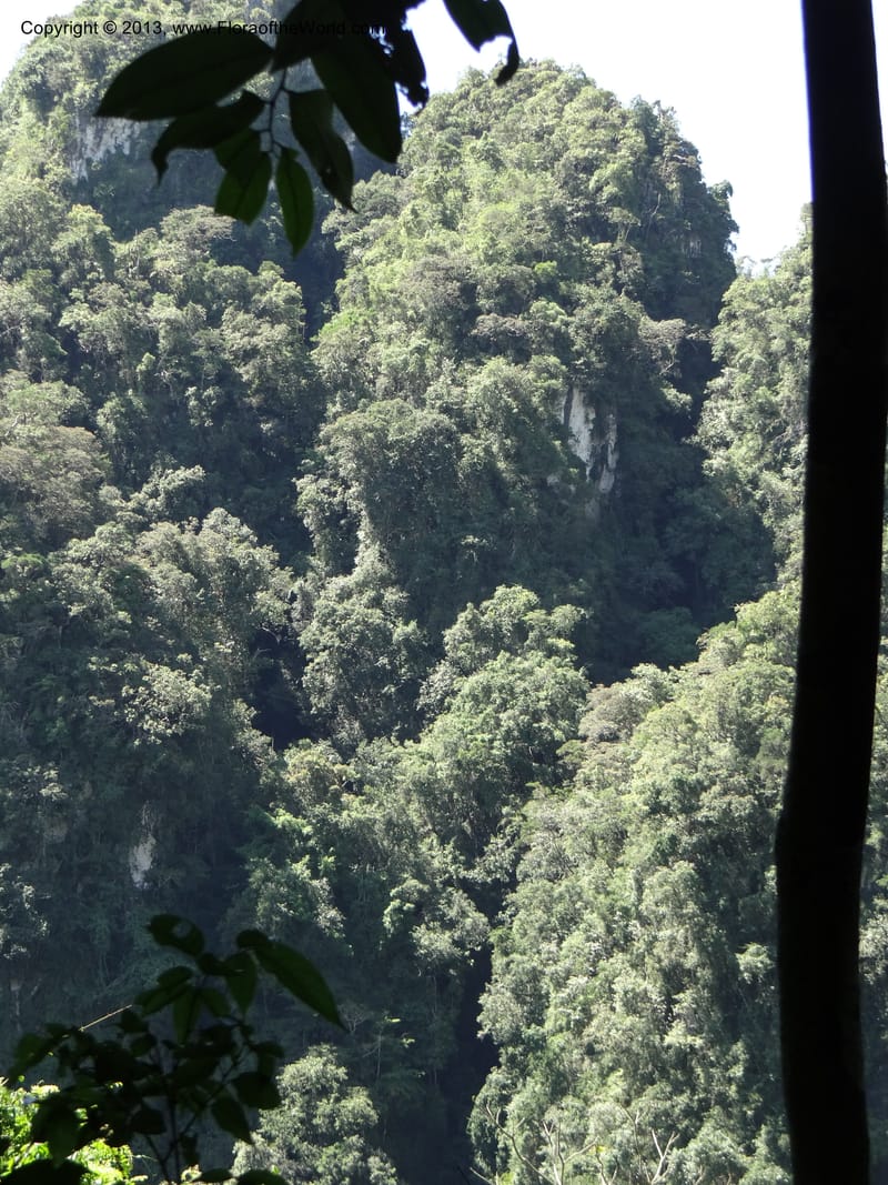 Thailand. Surat Thani Prov. Khlong Phanom Nat. Park. 15 Nov 2012. DSC09389 (153).JPG