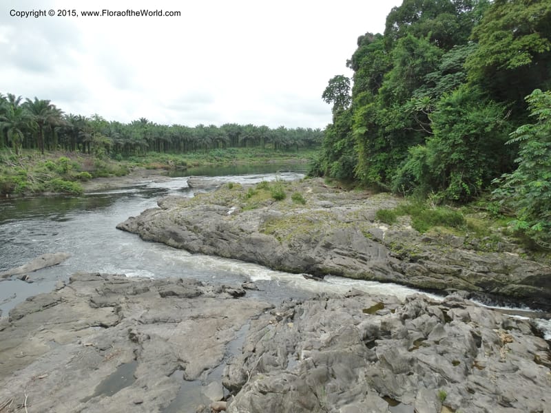 Cameroon. Korup Nat. Park. 22 Mar 2014. DSC03203 (12).JPG