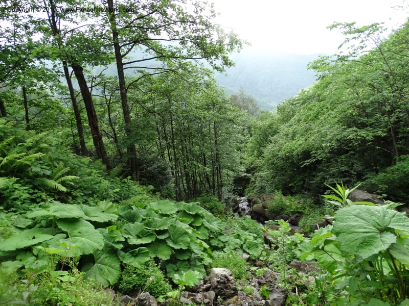 Georgia (Caucasus). Koslitavi, branch of Merisi Gorge. 11 Jun 2014. DSC08456 (625).JPG