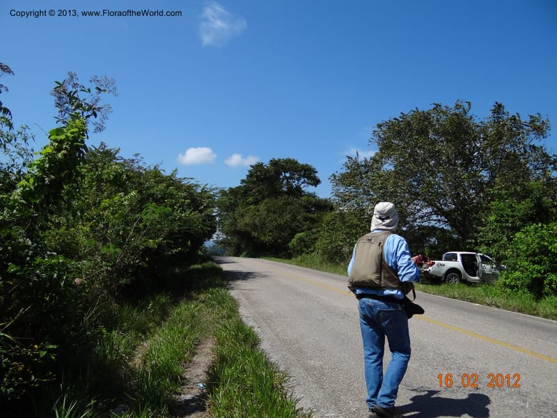 Habitat--Mexico, Chiapas, Carretera Palenque a Benemerito 16 Feb 2012  2944.JPG