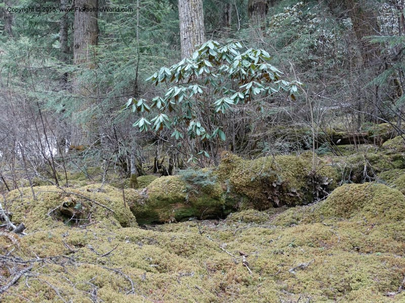 China. Sichuan. Kingdonia habitat. Fir forest. 7 May 2014. DSC04221 (3).JPG