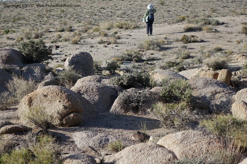 California. Inyo Co. Hwy 190 W of Panamint Spgs. Stop 3. 21 Apr 2016. DSC02265 (64).JPG