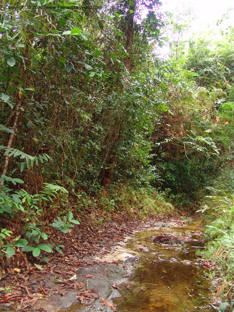Gabon. Prov. Estuaire. Mondah Forest. 16 Apr 06. 085.jpg