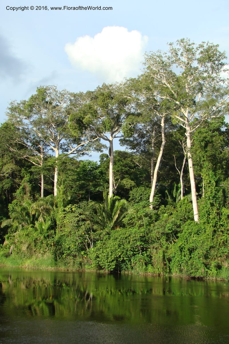 Peru. Loreto. Dto. Parinari. CochaHuishto R. Samiria. 13 Nov 08. 055.jpg