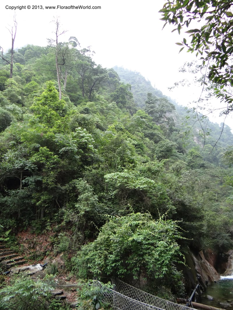 China. Anhui Prov. San Qing Shan. 4 Jun 2012. DSC01825 (176).JPG