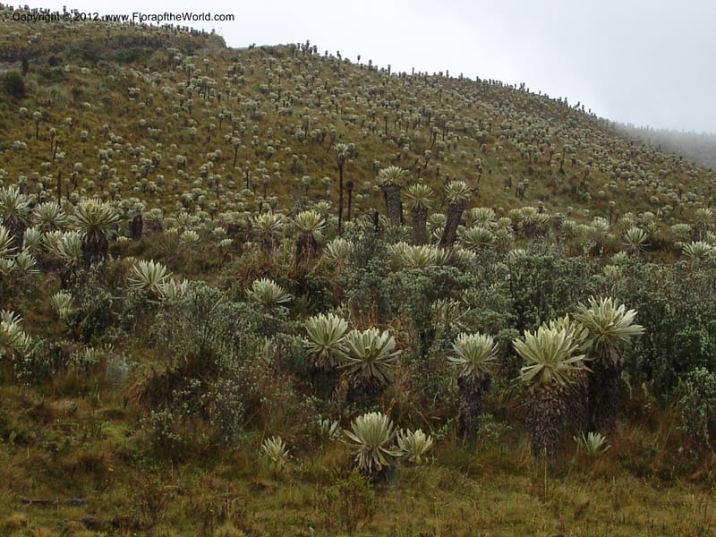 Ecuador. Prov. Carchi. Rd Tulcan to El Chical. Paramo El Angel. 16 Feb 05. 130.jpg