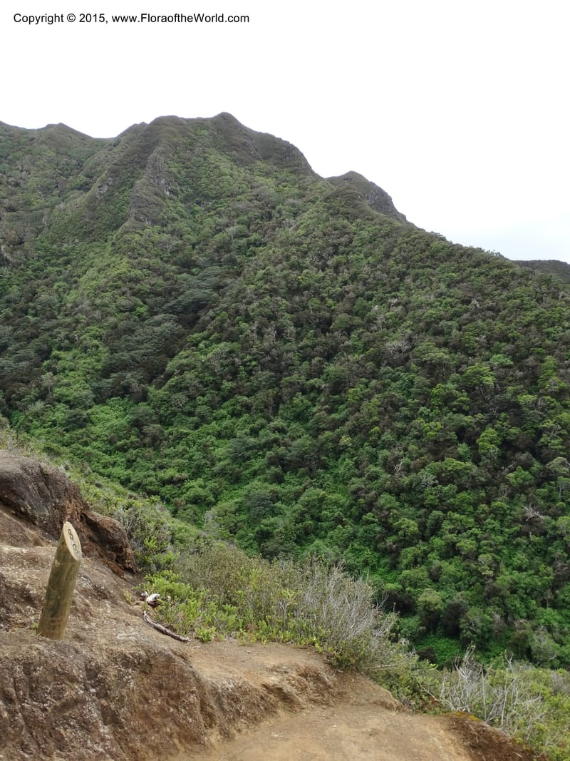 Chile. Juan Fernandez. Mirador Selkirk. 19 Nov 2014. DSC05600 (18).JPG