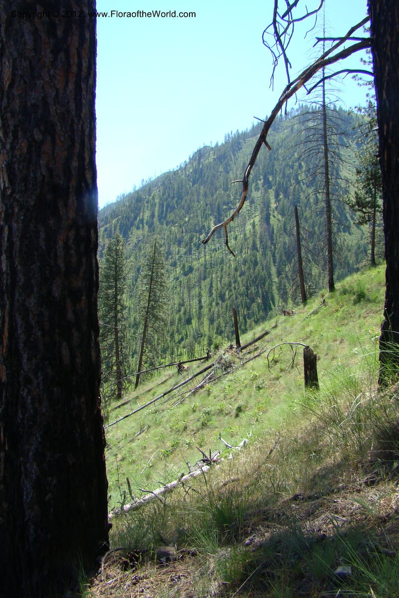 Idaho. Idaho Co. Salmon River. Polly Bemis Ranch. 27 May 2009. 195.jpg