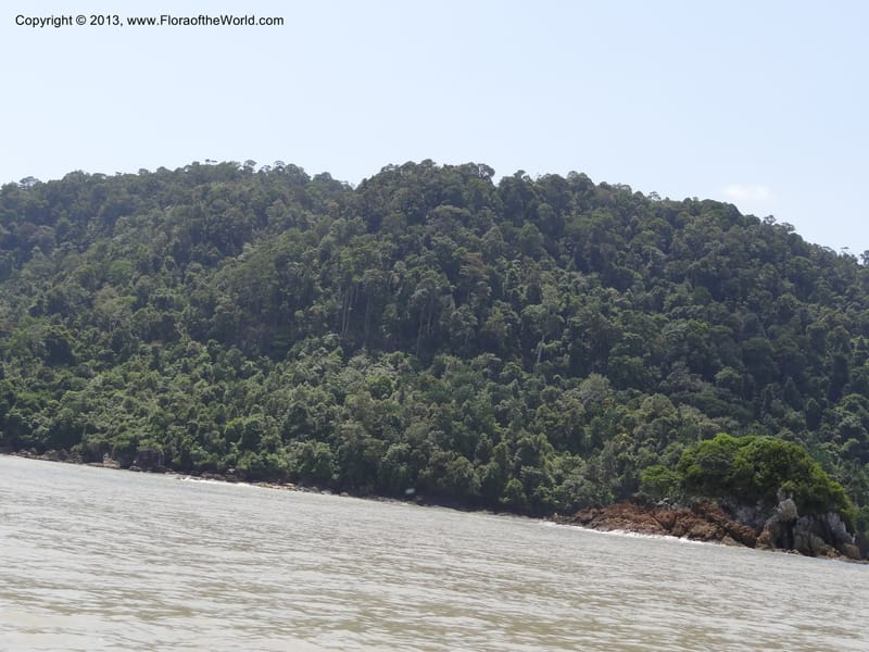 Malaysia, Sarawak. Bako Nat. Park. 29 Mar 2012.  DSC06061 (21).JPG