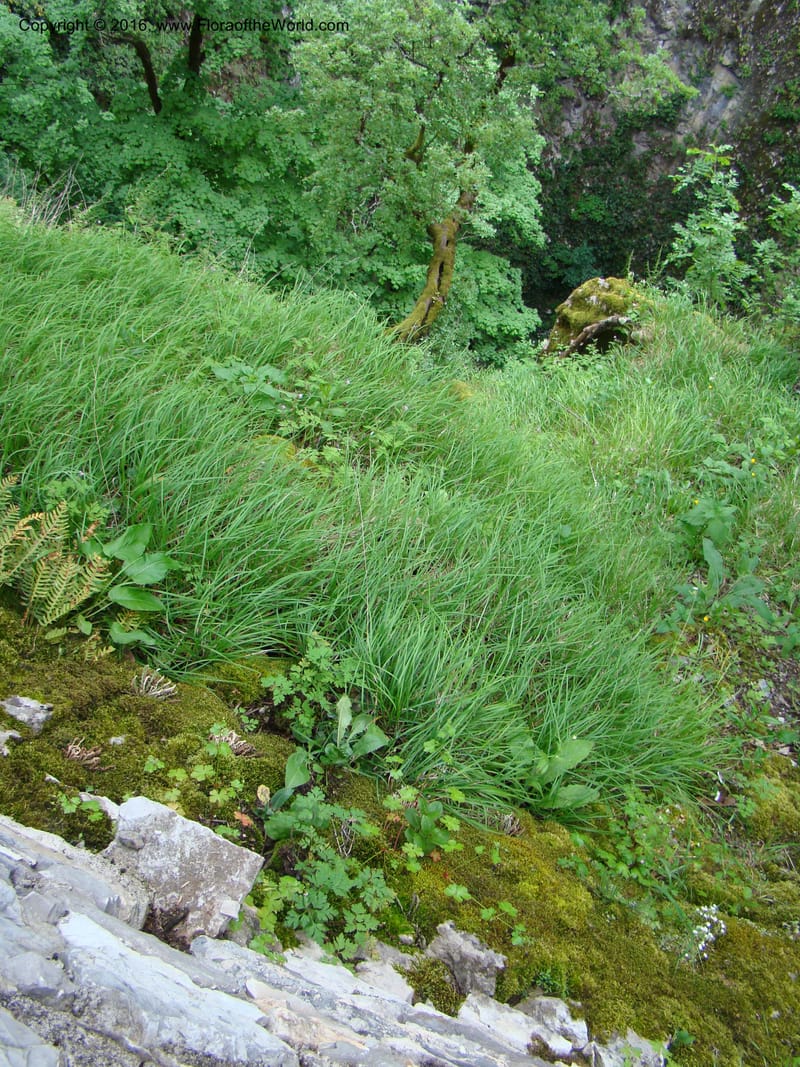 Slovenia. 2 km W of Skocjan on Rd 301. 16 May 08. 011.jpg