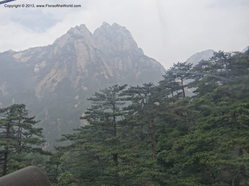 China. Anhui Prov. Huang Shan. 8 Jun 2012. DSC02431 (167).JPG