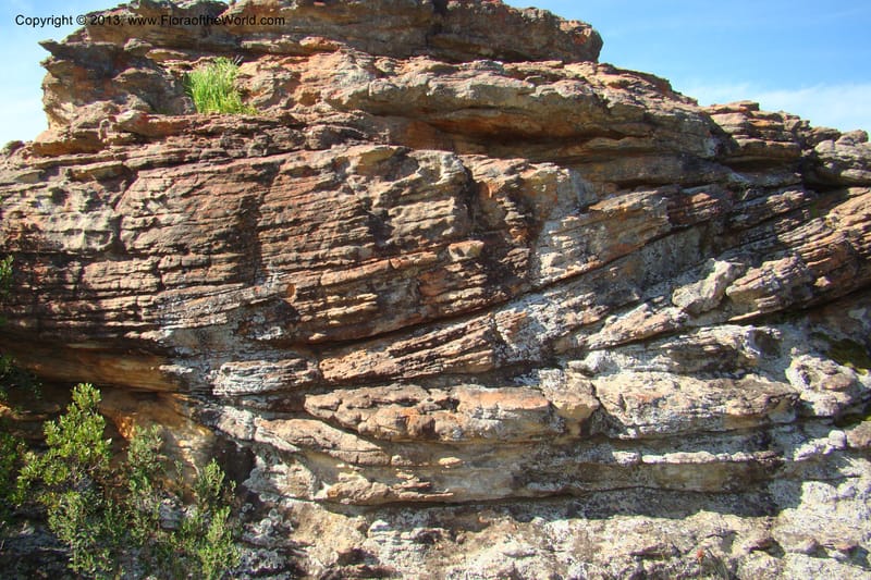 South Africa. Northern Cape. Papkuilsfontein. 26 Aug 09. 223.jpg