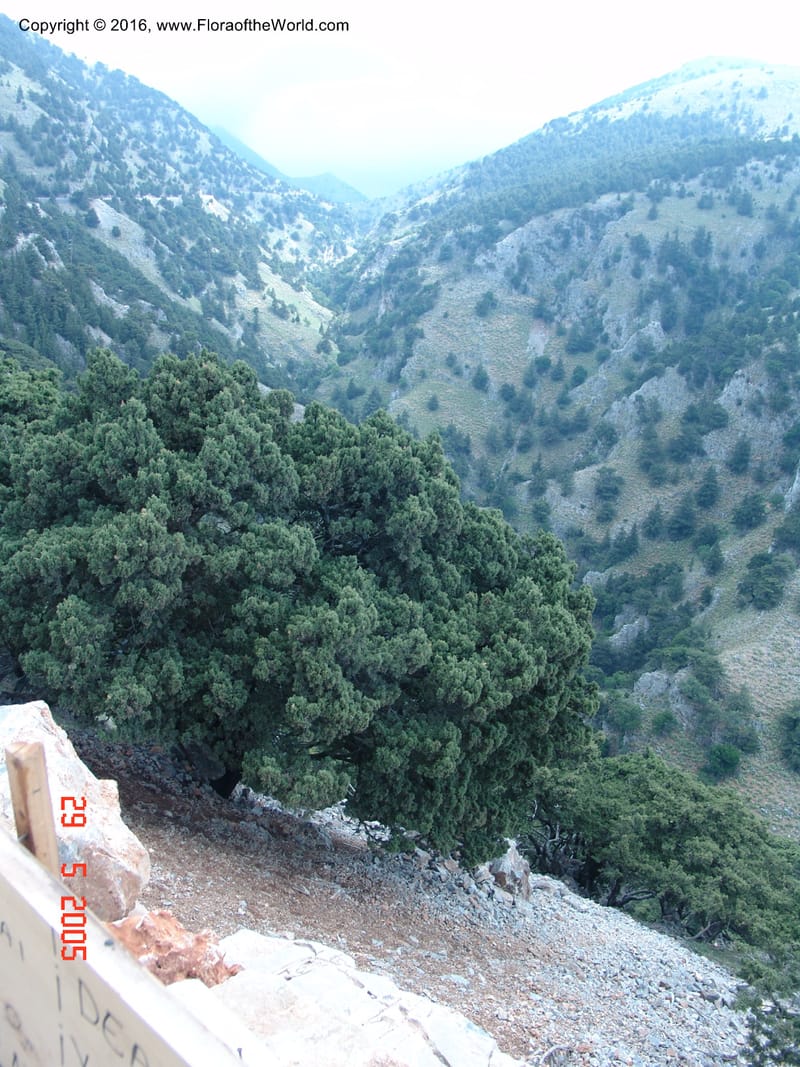 Crete. Imbros Gorge. 29 May 05. 008.jpg