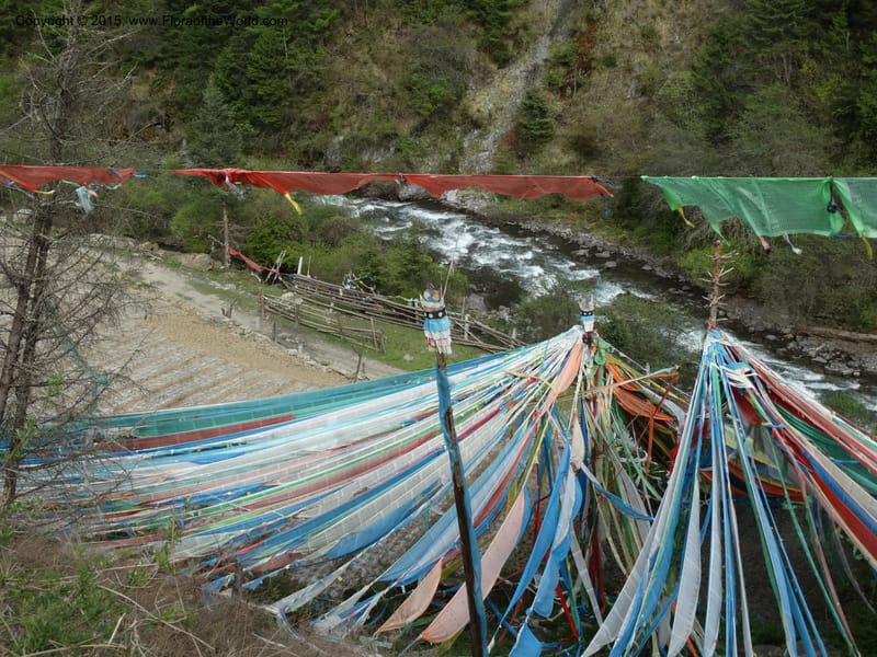 China. Sichuan. Siboguo Village. 9 May 2014. DSC04819 (83).JPG