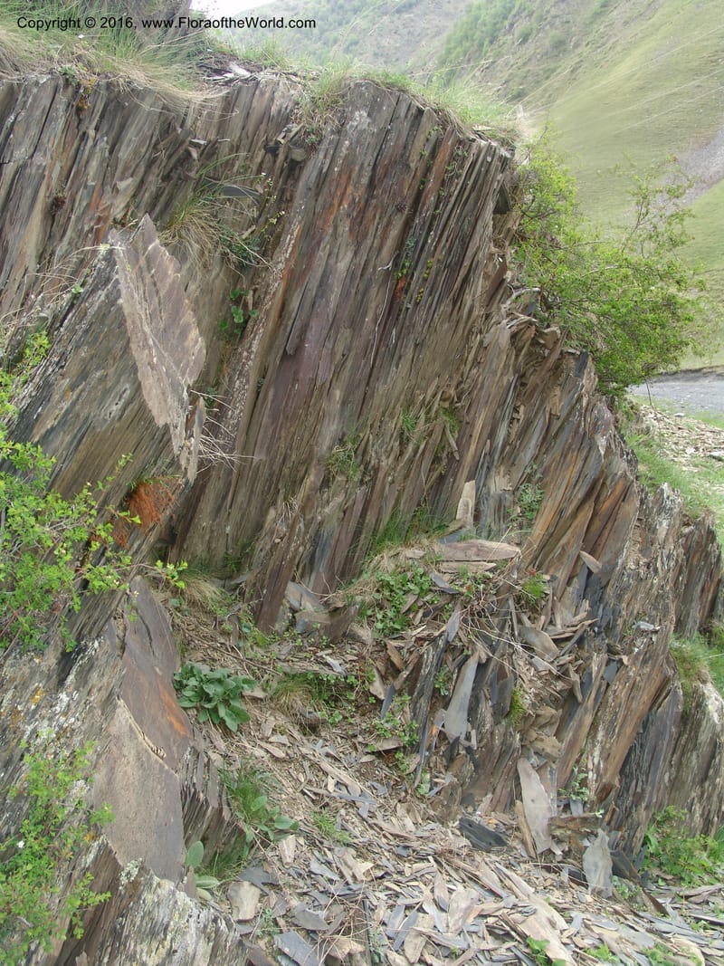 Georgia. Kazbegi region. Kora Gorge. 3 Jun 05. 197.jpg
