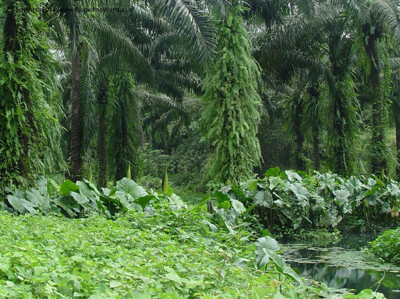Cyrtosperma swamp--Cameroon. Mt. Cameroon. 6 Dec 03. 049.jpg