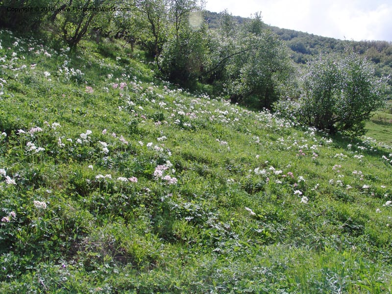 Georgia. Kazbegi region. N slope-pasture, E of Sno. 3 Jun 05. 001.jpg