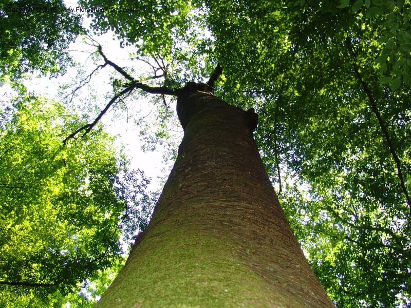 Georgia. Lagodekhi  Forest Reserve. 11 Jun 05. 231.jpg