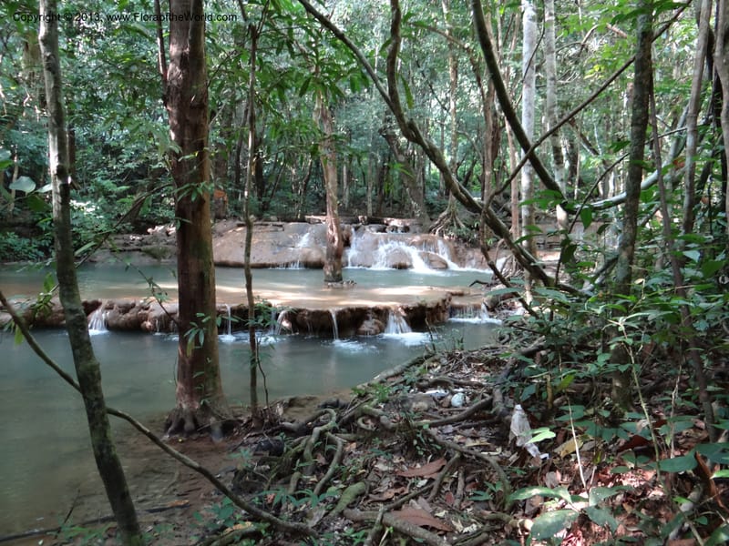 Thailand. Trang Prov. Khao Pra Bang Kram Wildl. Sanctuary. 16 Nov 2012. DSC0 (40).JPG