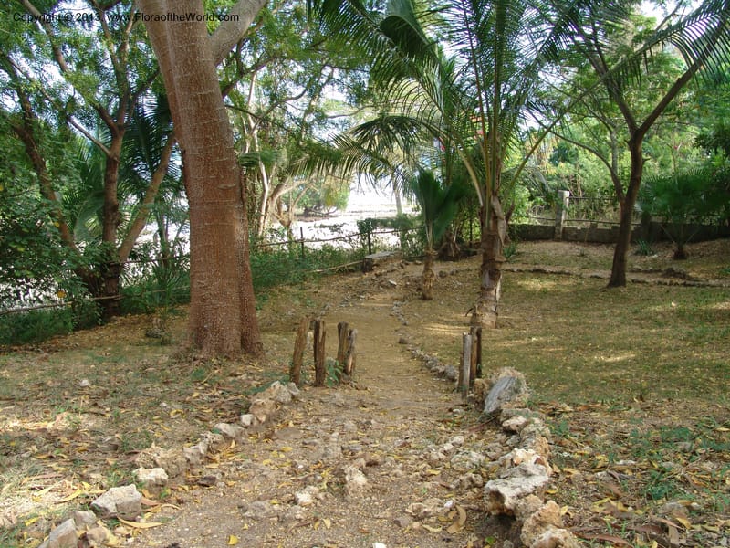 Tanzania. Zanzibar. Protea Hotel+Mbweni Ruins. 17 Jul 04. 034.jpg
