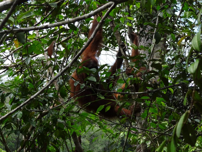 Malaysia, Sarawak.. Bot. Res. Center, Semengoh. 26 Mar 2012 (4).JPG