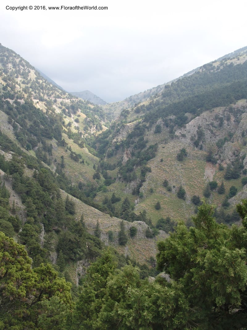 Crete. Imbros Gorge. 29 May 05. 024.jpg